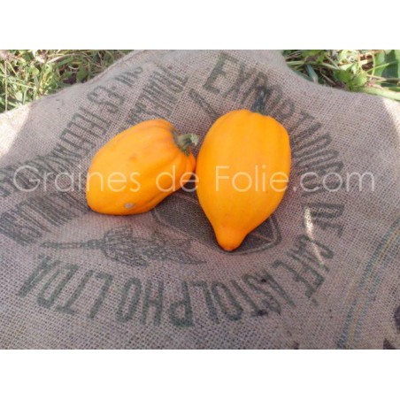 Courge TABLE GOLD graines semences
