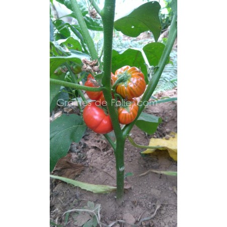 Bio Aubergine ROUGE DE TURQUIE graines semences