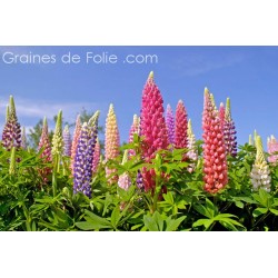 LUPIN DES JARDINS - graines semences plantes fleurs vivace