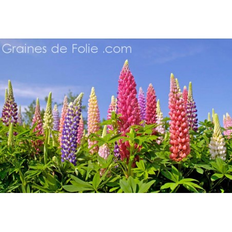 LUPIN DES JARDINS - graines semences plantes fleurs vivace