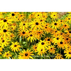 Rudbeckia Hirta