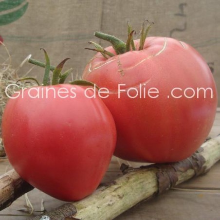 Tomate GERMAN RED STRAWBERRY graines semences certifiées agriculture biologique