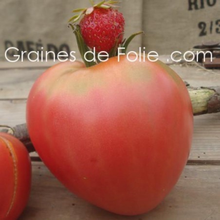 Tomate GERMAN RED STRAWBERRY graines semences certifiées agriculture biologique