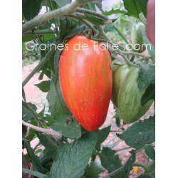 Tomate ROMA ZÉBRÉE semences graines bio speckled roman strieped