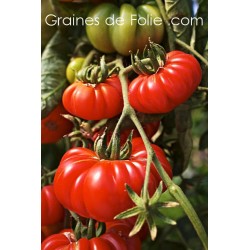 Tomate COSTULOTO GENOVESE semences graines bio