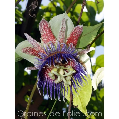 POMME CALEBASSE Passiflora maliformis semences graines samen seeds