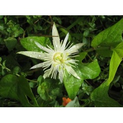 PASSIFLORE VANILLE passiflora capsularis semences graines seeds samen
