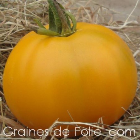 Tomate GEANTE BELGE JAUNE ou YELLOW GIANT BELGIUM semences graines bio