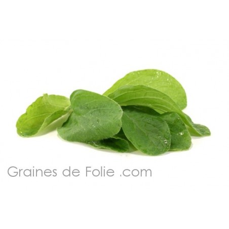 BOURRACHE à fleurs blanches semences graines borago white alba seeds borage