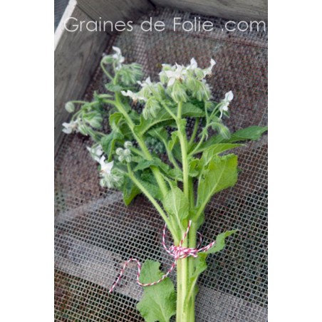 BOURRACHE à fleurs blanches semences graines borago white alba seeds borage