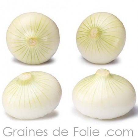 Oignon BLANC DE VAUGIRARD semences graines