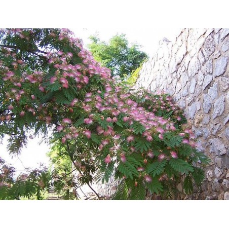 ARBRE A SOIE Albizia Julibrissin semences graines seeds