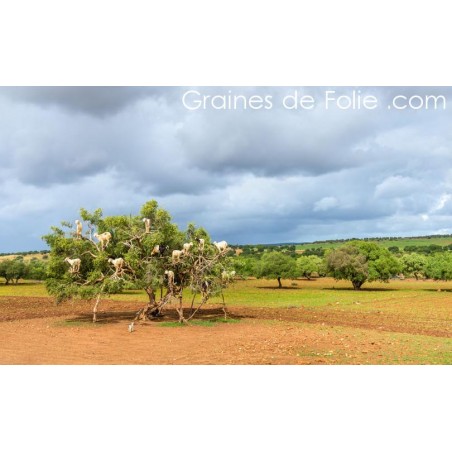 Arganier Argania Spinosa semences graines seeds samen