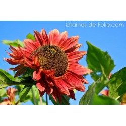 Tournesol soleil RED SUN semences graines red sunflower seeds