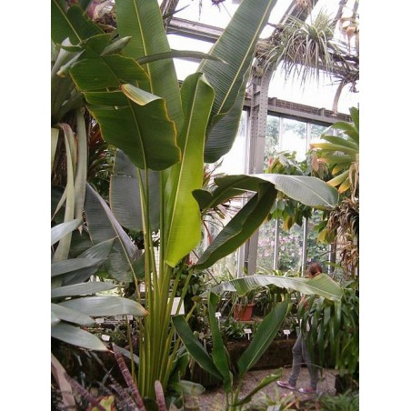 Arbre du voyageur Sud Américain Phenakospermum Guyannensis ravenala guyannensis semences graines seeds samen semillas