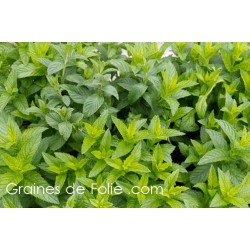 MENTHE VERTE Mentha Spicata semences graines seeds