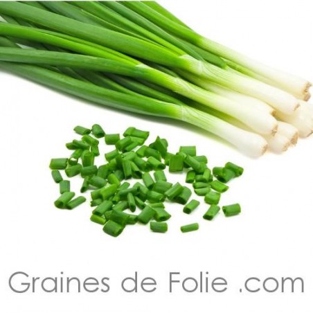 CIBOULE Allium Fistulosum semences graines seeds samen