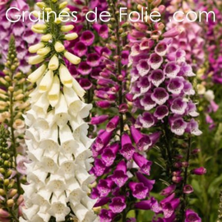 Digitale purpurea MIX COULEURS digitalis semences graines seeds samen