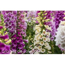 Digitale purpurea MIX COULEURS digitalis semences graines seeds samen