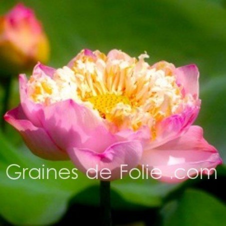 LOTUS ROSE PLEANUM - semences graines nelumbo pink seeds samen LOTUS ROSE PLEANUM - semences graines nelumbo pink seeds samen