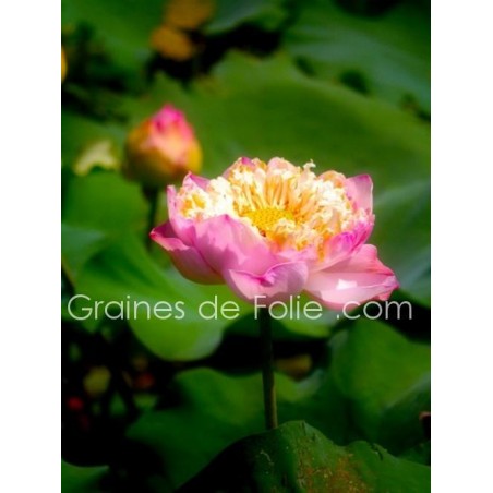 LOTUS ROSE PLEANUM - semences graines nelumbo pink seeds samen