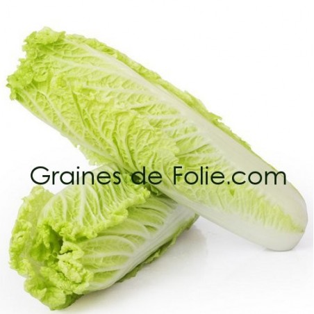 Chou Chinois MICHIHILI graines semences grain Chou Chinois MICHIHILI graines semences grain