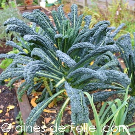 Chou Palmier Kale Noir de TOSCANE - semences graines de folie .com