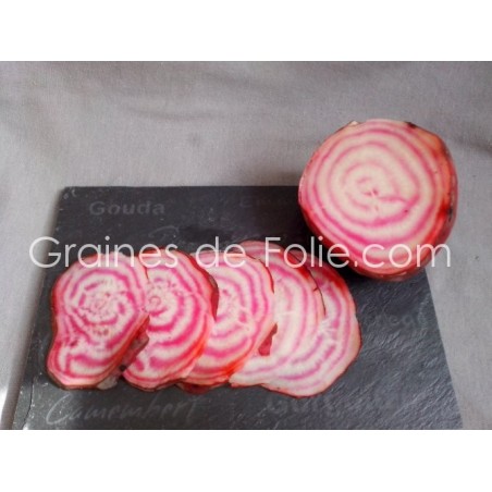 Betterave DI CHIOGGIA graines semences potagères anciennes