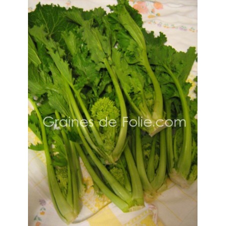 Chou CIMA DI RAPA QUARANTINA graines variété italienne