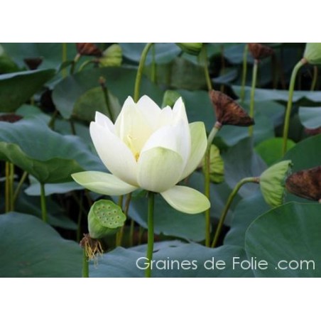 LOTUS BLANC Nelumbo Nucifera seeds white