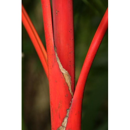 Palmier ROUGE Cyrtostachys Renda seeds samen