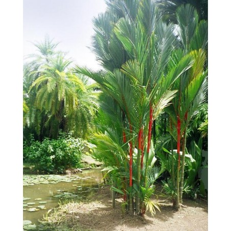 Palmier ROUGE Cyrtostachys Renda seeds samen