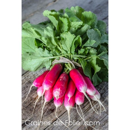 Bio Radis French Breakfast 3 graines plantes potagères