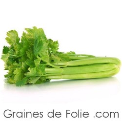 Céleri Branche Vert  d'Elne graines