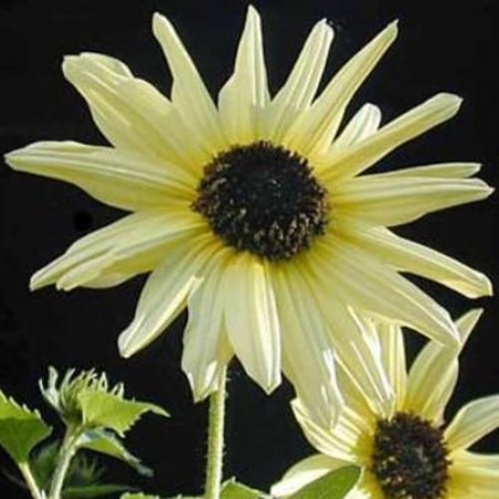 Tournesol ITALIAN WHITE graines grains semences