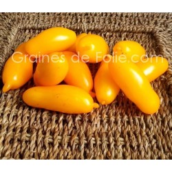 Tomate BANANA LEGGS graines semences anciennes