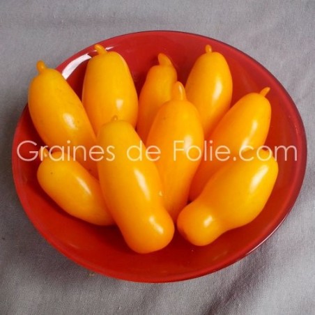 Tomate BANANA LEGGS graines semences anciennes
