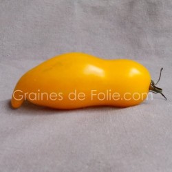 Tomate BANANA LEGGS graines semences anciennes