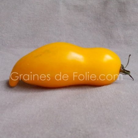 Tomate BANANA LEGGS graines semences anciennes
