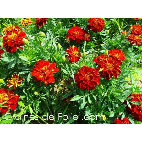 Oeillet d' Inde DURANGO ROUGE graines semences