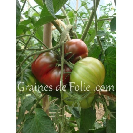 Bio Tomate noire BLACK SEA MAN graines