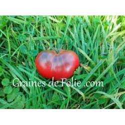 Bio Tomate noire BLACK SEA MAN graines