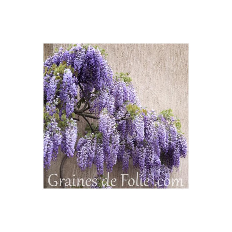 Échantillons de Glycine de Chine - Wisteria sinensis - Boutique Végétale