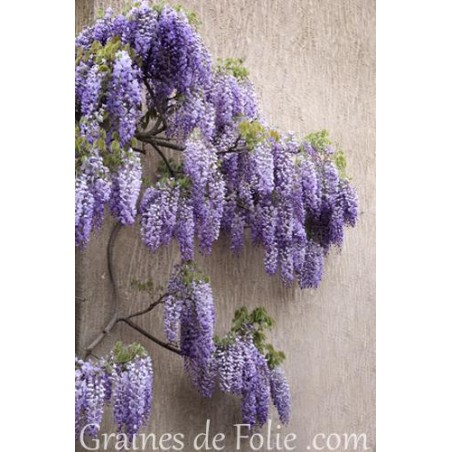 GLYCINE DE CHINE  Wisteria sinensis graines semences seeds samen