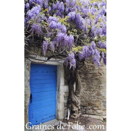 GLYCINE DE CHINE  Wisteria sinensis graines semences seeds samen