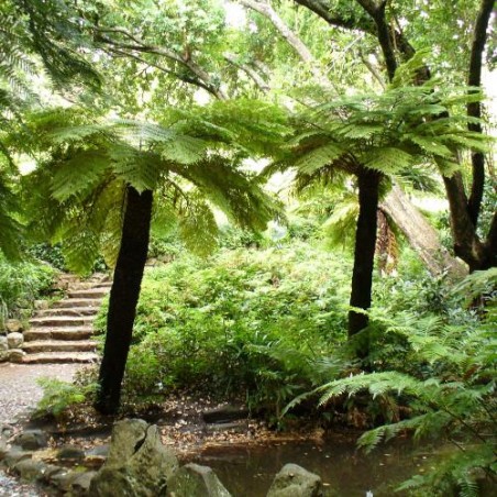 FOUGERE ARBORESCENTE Cyathea Dregei spore graines semences seed samen