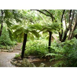 FOUGERE ARBORESCENTE Cyathea Dregei spore graines semences seed samen