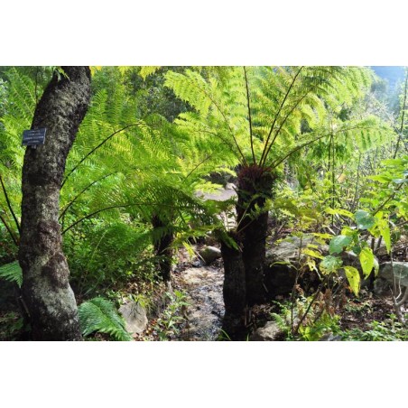 FOUGERE ARBORESCENTE Cyathea Dregei spore graines semences seed samen