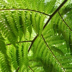 FOUGERE ARBORESCENTE Cyathea Australis spores graines semences samen seeds