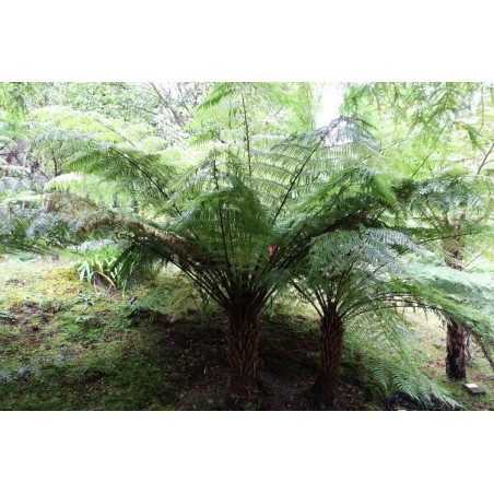FOUGERE ARBORESCENTE Cyathea Australis spores graines semences samen seeds